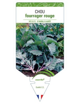 CHOU FOURRAGER ROUGE