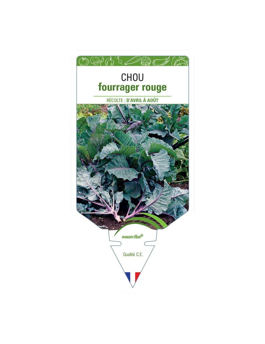 CHOU FOURRAGER ROUGE