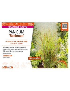PANICUM (virgatum) Rehbraun