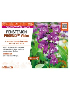 PENSTEMON (hartwegii) PHOENIXTM Violet