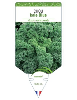 CHOU KALE BLUE