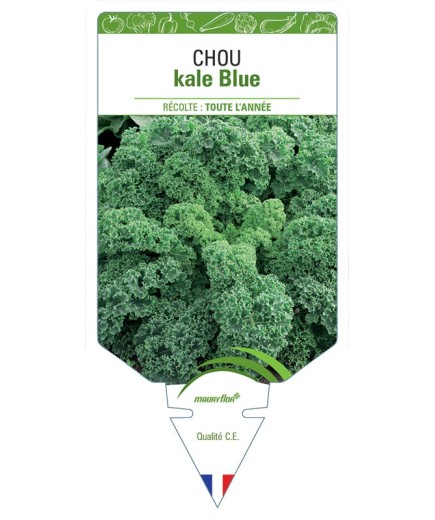 CHOU KALE BLUE