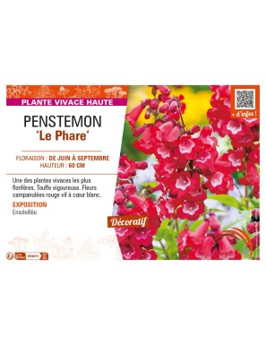 PENSTEMON (x hybrida) Le Phare