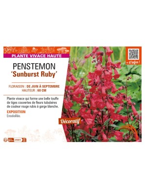 PENSTEMON (x mexicali) Sunburst Ruby