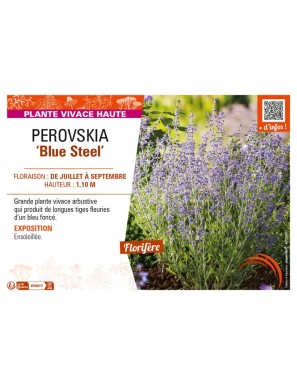PEROVSKIA (atriciplifolia) Blue Steel