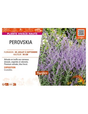 PEROVSKIA (atriciplifolia) Sauge d’Afghanistan