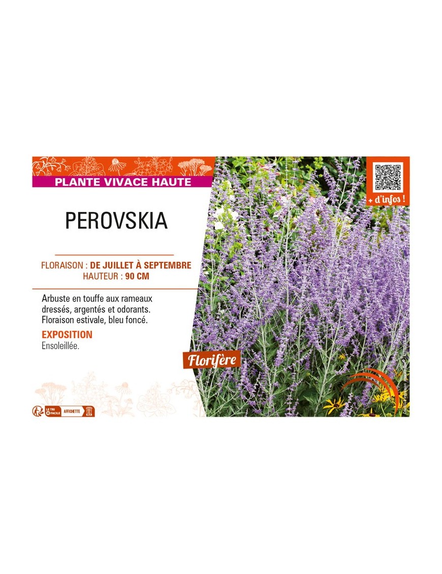 PEROVSKIA (atriciplifolia) Sauge d’Afghanistan