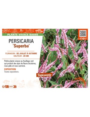 PERSICARIA (affinis) Superba