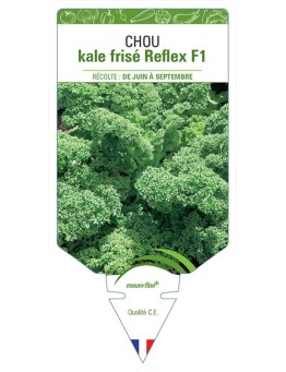 CHOU KALE FRISÉ REFLEX F1