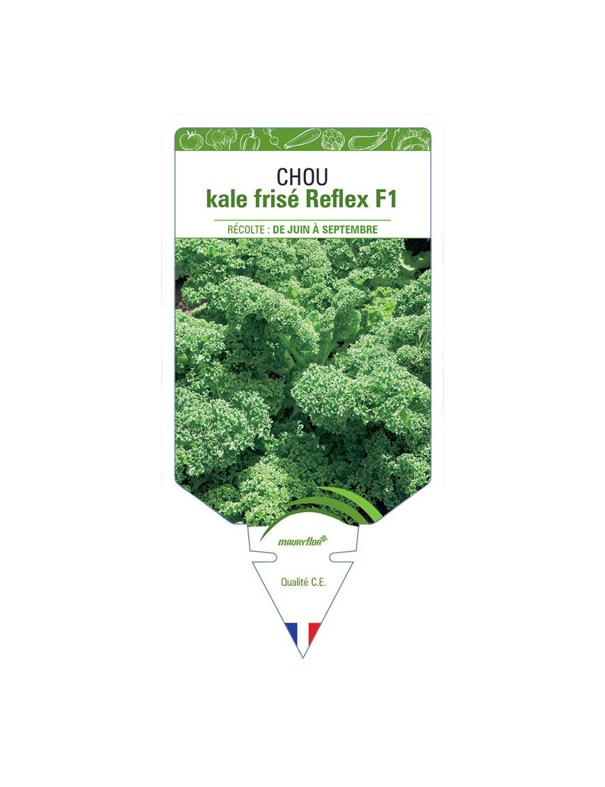 CHOU KALE FRISÉ REFLEX F1