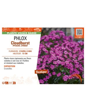 PHLOX (subulata) Cloudburst
