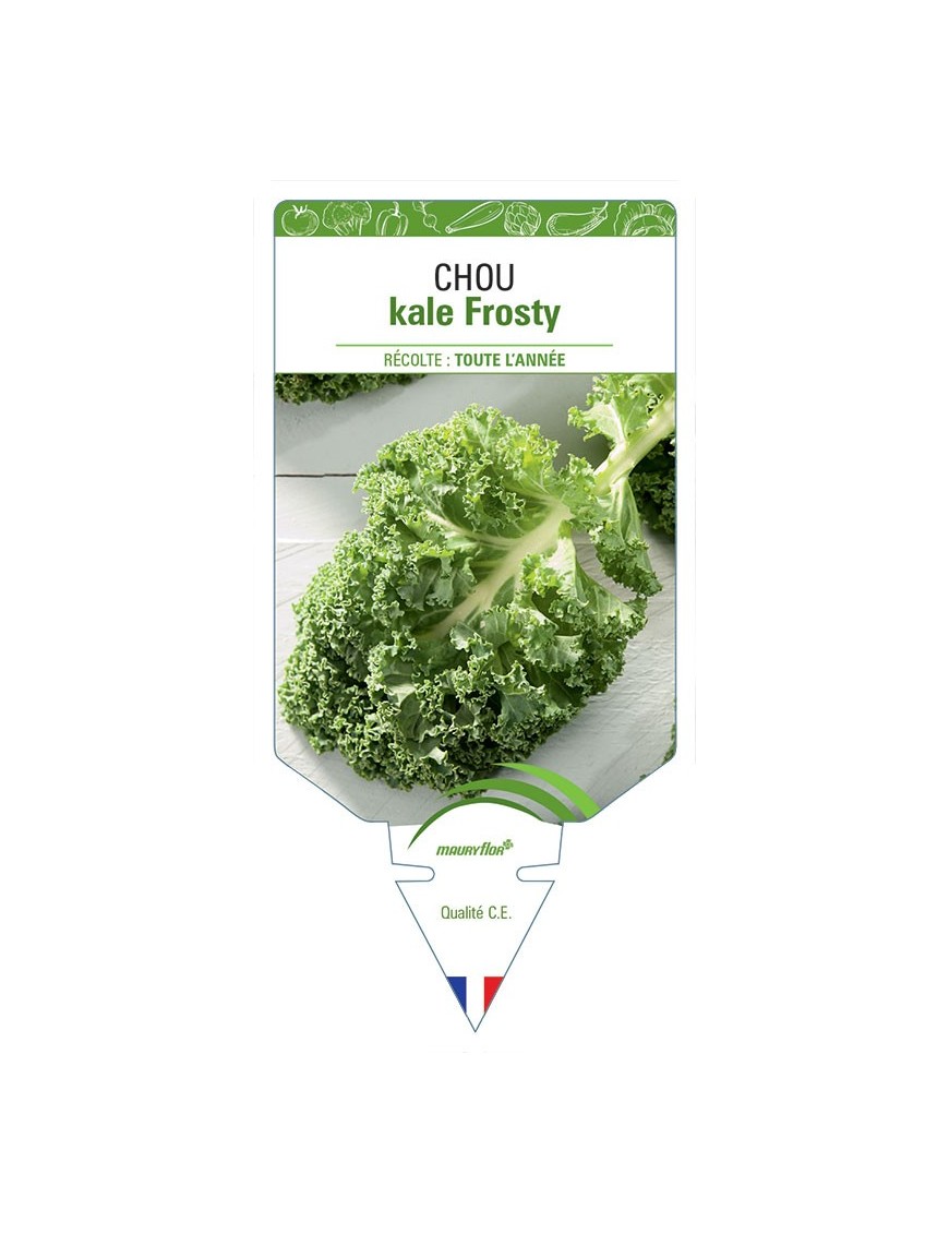 CHOU KALE FROSTY