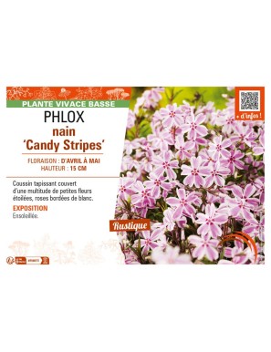 PHLOX nain Candy Stripes