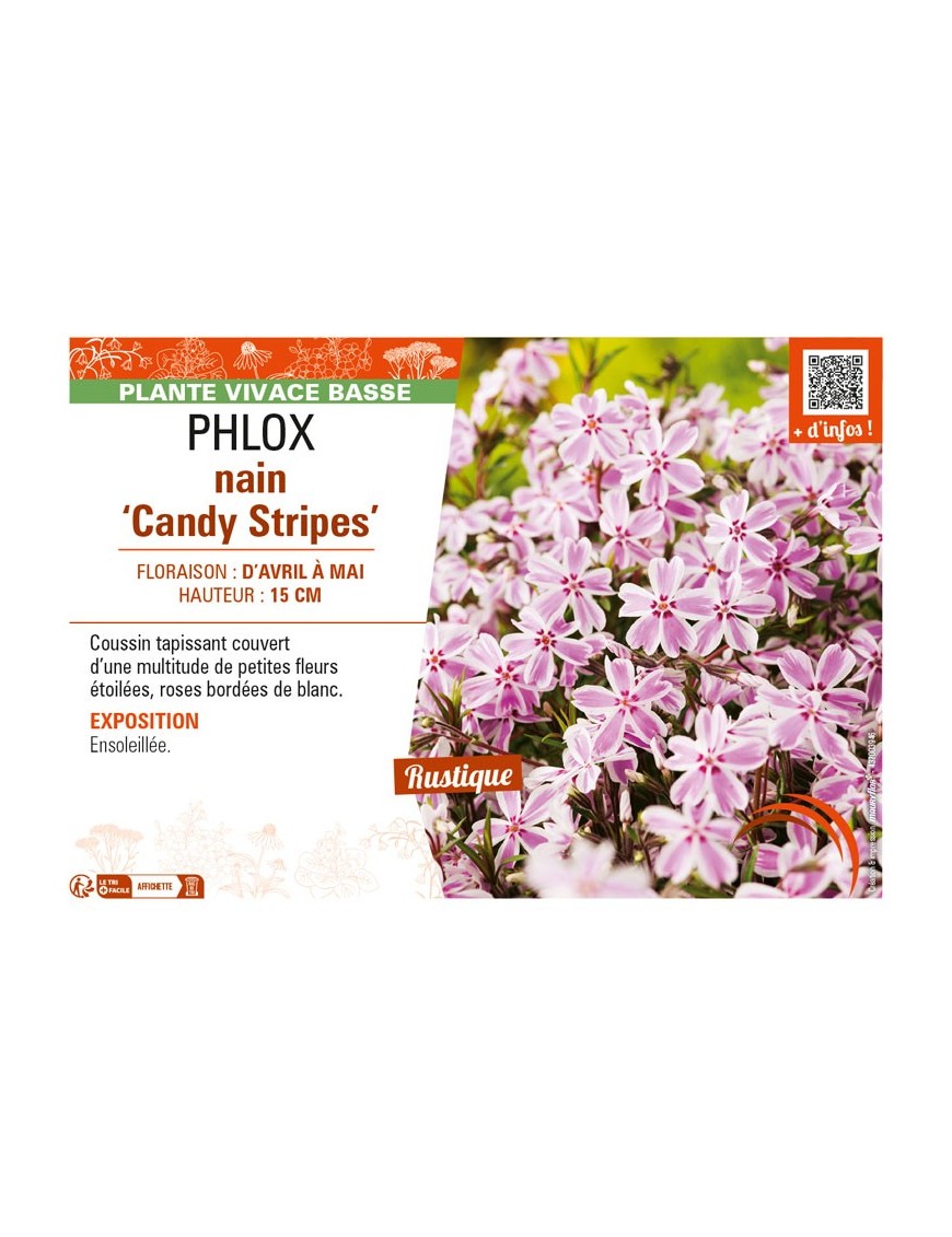 PHLOX nain Candy Stripes