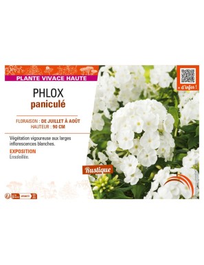 PHLOX paniculé (blanc)