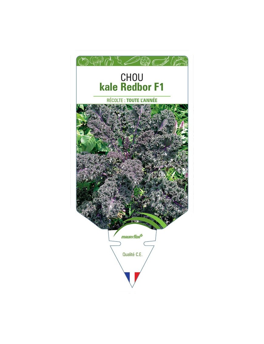 CHOU KALE REDBOR F1