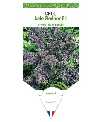 CHOU KALE REDBOR F1