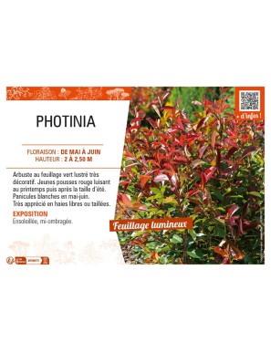 PHOTINIA
