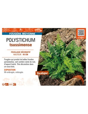 POLYSTICHUM tsussimense