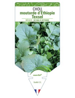 CHOU MOUTARDE D'ÉTHIOPIE TEXSEL