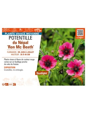 POTENTILLA nepalensis Ron Mc Beath voir POTENTILLE du Népal