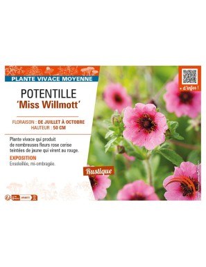 POTENTILLA nepalensis Miss Willmott voir POTENTILLE