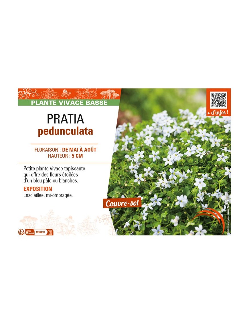 PRATIA pedunculata
