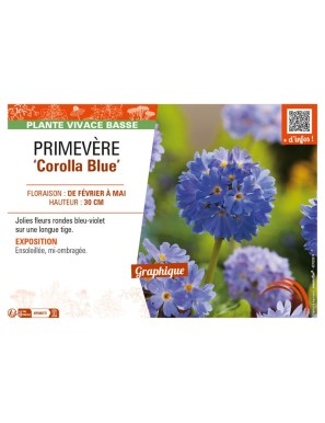 PRIMULA denticulata Corolla Blue voir PRIMEVÈRE