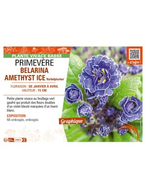 PRIMULA vulgaris BELARINA AMETHYST ICE Kerbelpicotee voir PRIMEVÈRE