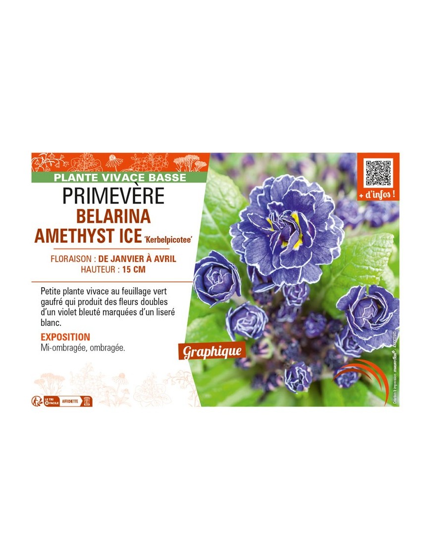PRIMULA vulgaris BELARINA AMETHYST ICE Kerbelpicotee voir PRIMEVÈRE