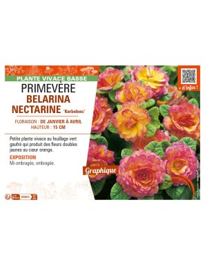 PRIMULA vulgaris BELARINA NECTARINE Kerbelnec voir PRIMEVÈRE