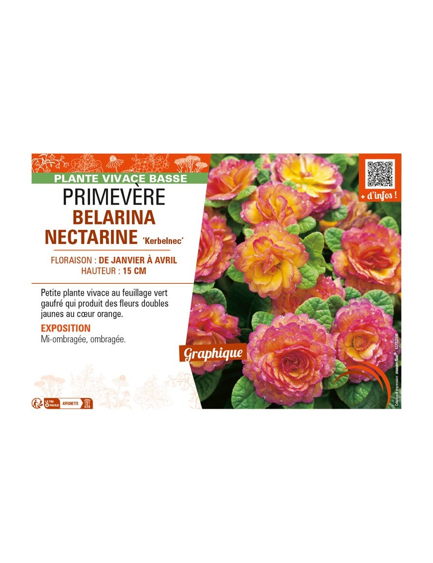 PRIMULA vulgaris BELARINA NECTARINE Kerbelnec voir PRIMEVÈRE