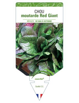 CHOU MOUTARDE RED GIANT