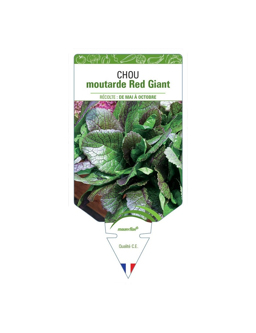 CHOU MOUTARDE RED GIANT