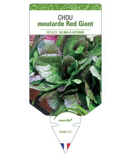 CHOU MOUTARDE RED GIANT