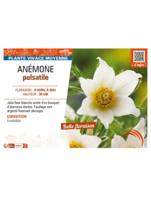 PULSATILLA vulgaris voir ANÉMONE pulsatile (blanc)