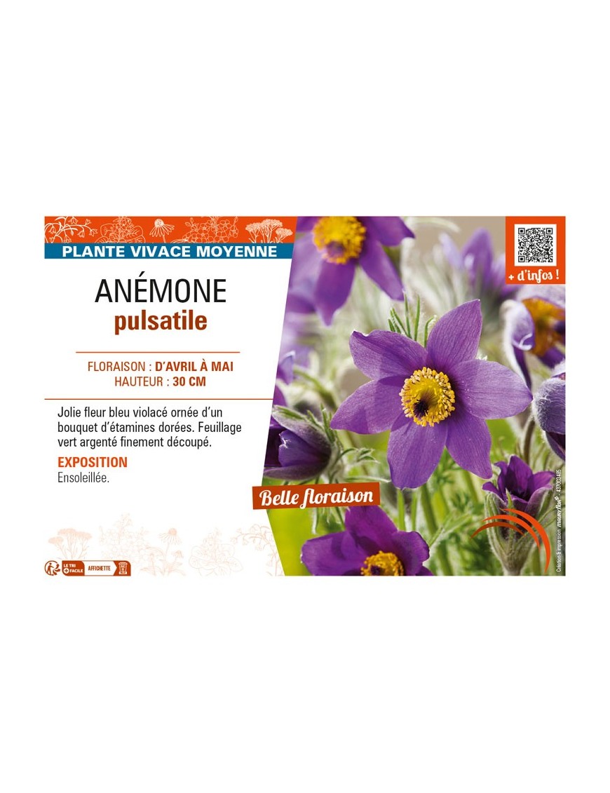 PULSATILLA vulgaris voir ANÉMONE pulsatile (bleu violacé)