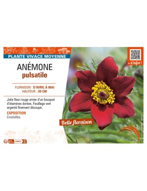 PULSATILLA vulgaris voir ANÉMONE pulsatile (rouge)