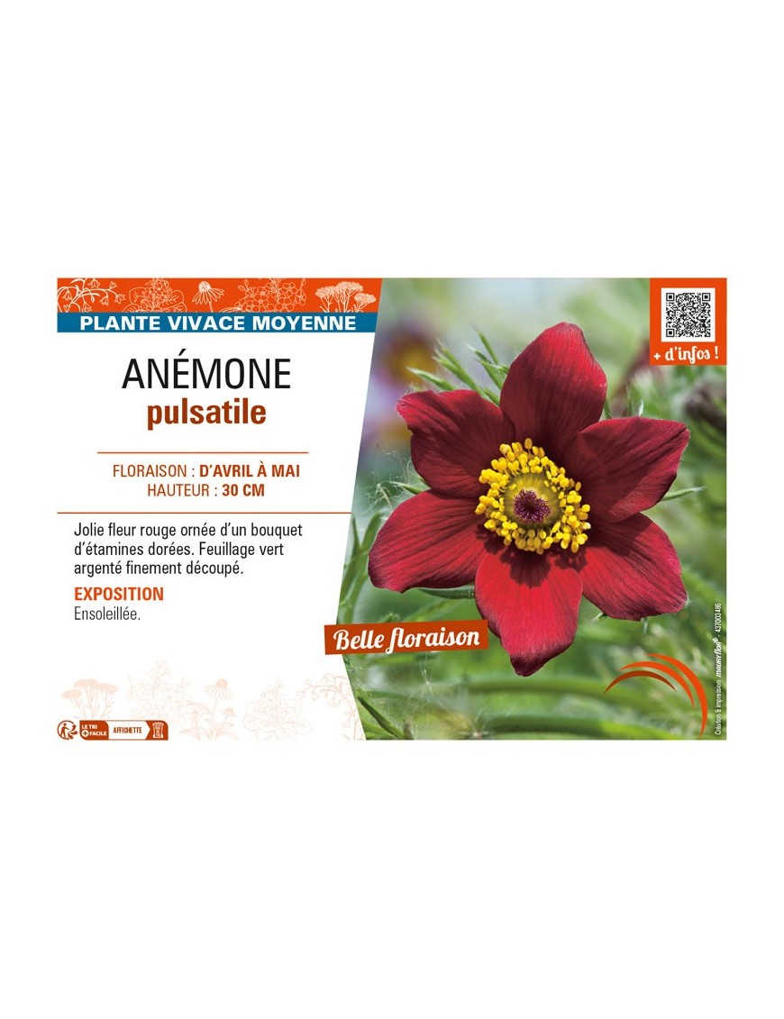 PULSATILLA vulgaris voir ANÉMONE pulsatile (rouge)