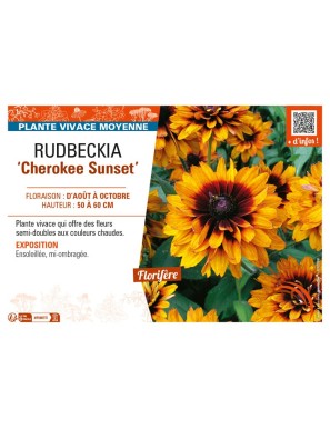 RUDBECKIA (x hirta) Cherokee Sunset