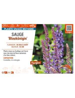 SAUGE Blaukönigin