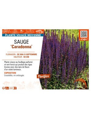 SAUGE Caradonna