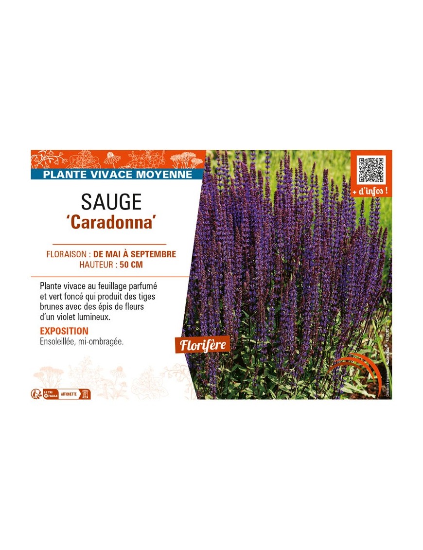 SAUGE Caradonna