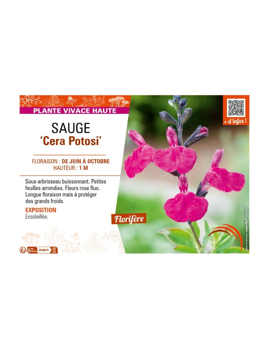 SAUGE Cera Potosi