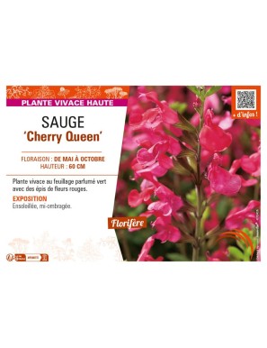 SAUGE Cherry Queen