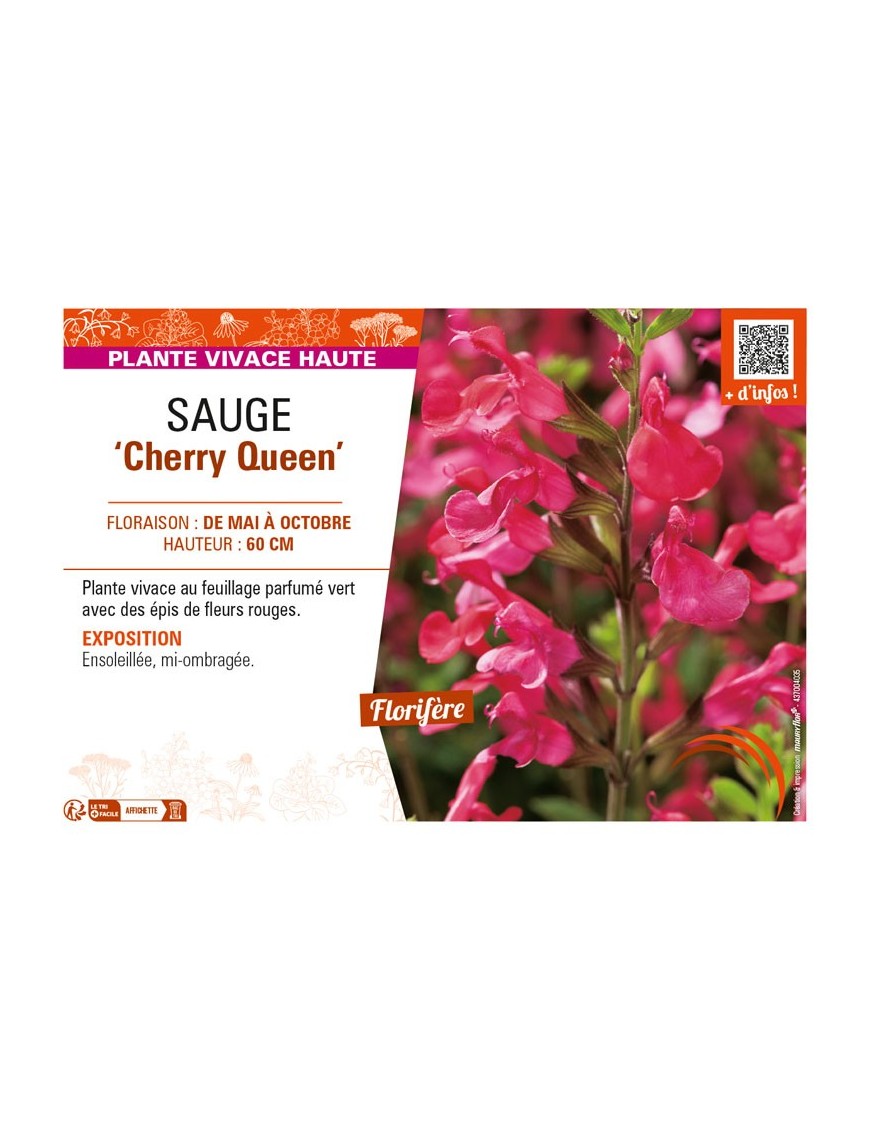 SAUGE Cherry Queen