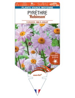 PYRÈTHRE Robinson (rose) *