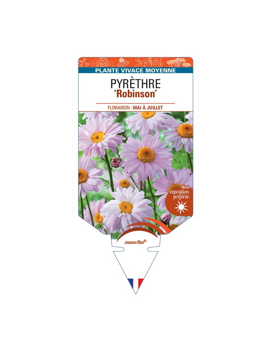 PYRÈTHRE Robinson (rose) *