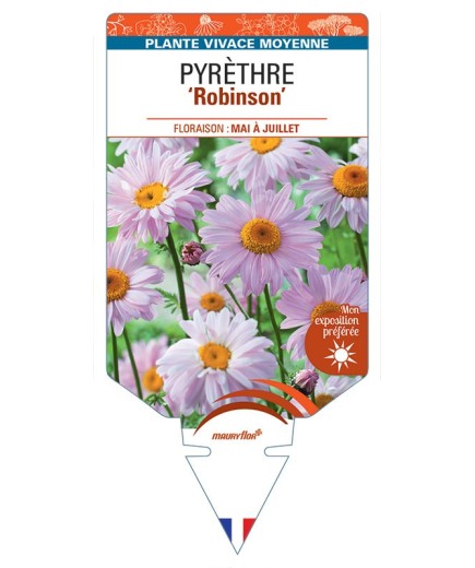 PYRÈTHRE Robinson (rose) *