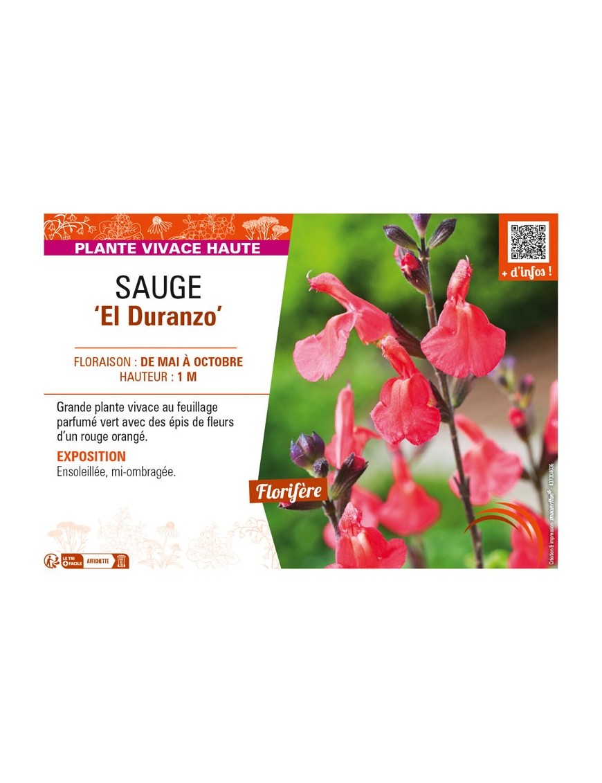 SAUGE El Duranzo